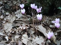 ntrada Ilice-20100912 135